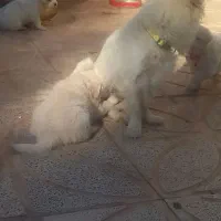 سگ پاکوتاه شیتزو