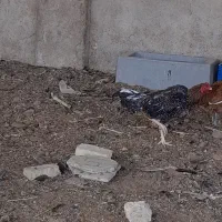 خروس لاری|حیوانات مزرعه|پیشوا, |دیوار