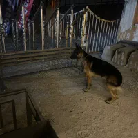 گمشده|حیوانات|ارومیه, |دیوار