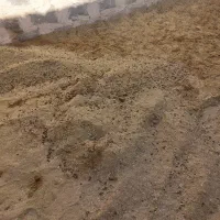 کودگوسفندی