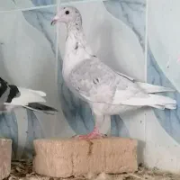 بار جدید اصل جنس|پرنده|کاخک, |دیوار