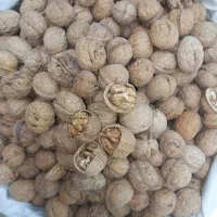 پخش گردو پوست کاغذی به شرط مغز سفیدی