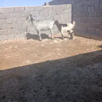 بزغاله دار