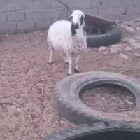 قوچ اول آگهی رو بخون|حیوانات مزرعه|فردوس (خراسان), |دیوار