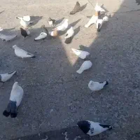 باسلام حدود۱۵جفت کبوتر بفروش میرسد