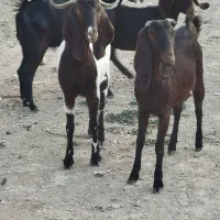 چهار عدد کولار پاکستانی یک ساله آبستن ضمانتی|حیوانات مزرعه|ملکآباد, |دیوار