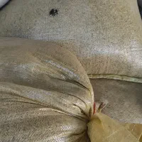 جو کوه گل