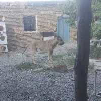 سگ سرابی ۲ ساله