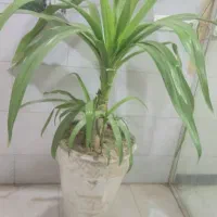 گل طبیعی