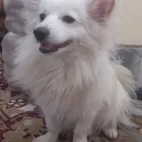 پامر روباهی پامرانین سگ