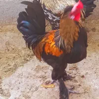 فروش خروس محلی درجه یک خوش رنگ واکسن خورده سر حال|حیوانات مزرعه|علامرودشت, |دیوار