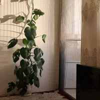 گل وگلدون برگ انجیری