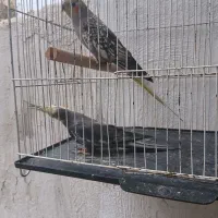 یک جفت عروس هلندی