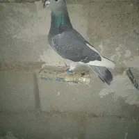 جان آردن سیلور|پرنده|نمین, |دیوار