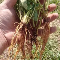 نشاء توت فرنگی در ارقام مختلف|خدمات باغبانی و درختکاری|مریوان, |دیوار