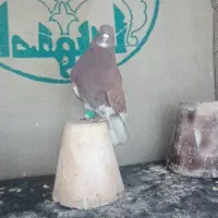 کفتر