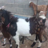 کهره‌‌چپش‌.تخمی‌داشتی|حیوانات مزرعه|سیمکان, |دیوار