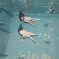 نر ماده سر سیاه|پرنده|پاریز, |دیوار