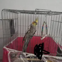 عروس هلندی نر