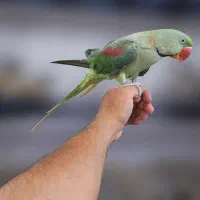 طوطی عروس کوتوله ملنگو گرینچیک(میدان درب عطا)|پرنده|کاشان, سیفی آباد|دیوار