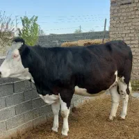 تلیسه 8ماه ابستن