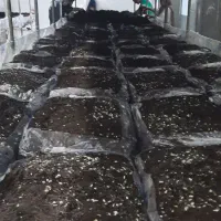 فروش کمپوست قارچ و خاک پوششی