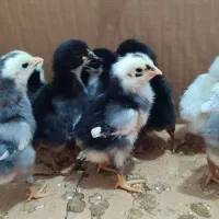 مرغ تخم گذار جوجه تخم مرغ نطفه دار|حیوانات مزرعه|رباطکریم, رباطکریم|دیوار