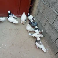 ده تا پرنده