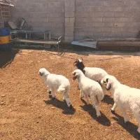 چهار تا بره نر و ماده * جنس ناب و درجه یک *
