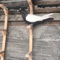 سینه سیاه جفت کت نر و ماده نسل دار|پرنده|ایثار, |دیوار