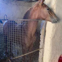 کره ماده استثنایی