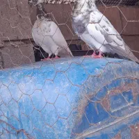 کبوتر تهرانی پرشی