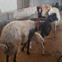 میش  بابره