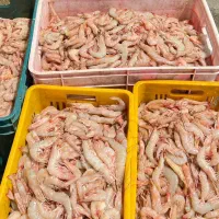 میگو صورتی بوشهر