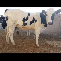 تلیسه ابستن