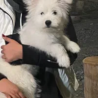 سگ میکس پامر و شیتزو