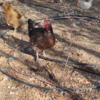 مرغ و خروس جوجه|حیوانات مزرعه|شیراز, محمدیه|دیوار