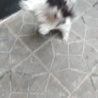 واگذاری دوقلاده سگ شیتزو تریل نر وماده بالغ|سگ|مشهد, علی آباد|دیوار