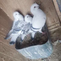 شامی نوک کوتاه قدیمی