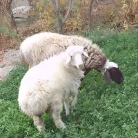 سلام گوسفند بز و میش جوان هر دو برای کشتن