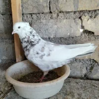 کبوترپرشی کاشان