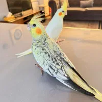 عروس هلندی گمشده