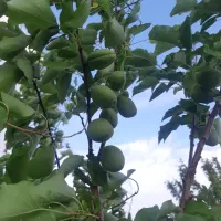 باغچه و باغ انگورایستاده.دارای درختان الوان.|فروش زمین و ملک کلنگی|نوشین شهر, |دیوار