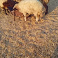 فروش قوچ وبره|حیوانات مزرعه|دهلران, |دیوار