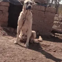 واگذاری ماده سرابی نگهبان|سگ|کرمانشاه, |دیوار