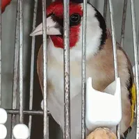 سلام سهره سر سیاه استان فارسی هیکل درشت رو به مستی