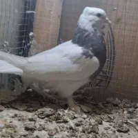 جوجه طوقی نقش|پرنده|کاشان, کارگر|دیوار