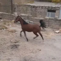 کره مادیان کرد|اسب و تجهیزات اسبسواری|فولادشهر, زاینده رود|دیوار