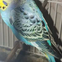 مرغ عشق|پرنده|لامرد, |دیوار