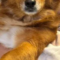 این سگ محدوده پنج اذر گم شده